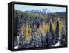 Colorado, San Juan Mts, First Snow and Fall Colors of the Forest-Christopher Talbot Frank-Framed Stretched Canvas