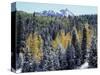Colorado, San Juan Mts, First Snow and Fall Colors of the Forest-Christopher Talbot Frank-Stretched Canvas