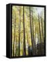 Colorado, San Juan Mts, Uncompahgre Nf, Fall Colors of an Aspen Trees-Christopher Talbot Frank-Framed Stretched Canvas