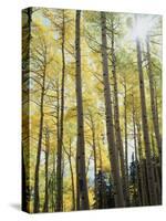 Colorado, San Juan Mts, Uncompahgre Nf, Fall Colors of an Aspen Trees-Christopher Talbot Frank-Stretched Canvas