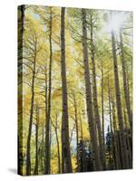 Colorado, San Juan Mts, Uncompahgre Nf, Fall Colors of an Aspen Trees-Christopher Talbot Frank-Stretched Canvas