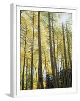 Colorado, San Juan Mts, Uncompahgre Nf, Fall Colors of an Aspen Trees-Christopher Talbot Frank-Framed Premium Photographic Print