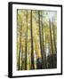 Colorado, San Juan Mts, Uncompahgre Nf, Fall Colors of an Aspen Trees-Christopher Talbot Frank-Framed Premium Photographic Print