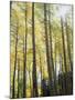 Colorado, San Juan Mts, Uncompahgre Nf, Fall Colors of an Aspen Trees-Christopher Talbot Frank-Mounted Premium Photographic Print