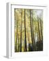 Colorado, San Juan Mts, Uncompahgre Nf, Fall Colors of an Aspen Trees-Christopher Talbot Frank-Framed Photographic Print