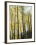 Colorado, San Juan Mts, Uncompahgre Nf, Fall Colors of an Aspen Trees-Christopher Talbot Frank-Framed Photographic Print