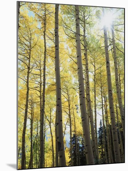 Colorado, San Juan Mts, Uncompahgre Nf, Fall Colors of an Aspen Trees-Christopher Talbot Frank-Mounted Photographic Print