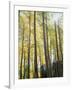 Colorado, San Juan Mts, Uncompahgre Nf, Fall Colors of an Aspen Trees-Christopher Talbot Frank-Framed Photographic Print