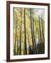 Colorado, San Juan Mts, Uncompahgre Nf, Fall Colors of an Aspen Trees-Christopher Talbot Frank-Framed Photographic Print