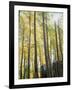 Colorado, San Juan Mts, Uncompahgre Nf, Fall Colors of an Aspen Trees-Christopher Talbot Frank-Framed Photographic Print