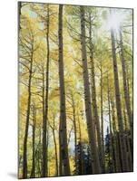 Colorado, San Juan Mts, Uncompahgre Nf, Fall Colors of an Aspen Trees-Christopher Talbot Frank-Mounted Photographic Print