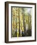 Colorado, San Juan Mts, Uncompahgre Nf, Fall Colors of an Aspen Trees-Christopher Talbot Frank-Framed Photographic Print