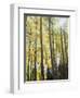 Colorado, San Juan Mts, Uncompahgre Nf, Fall Colors of an Aspen Trees-Christopher Talbot Frank-Framed Photographic Print