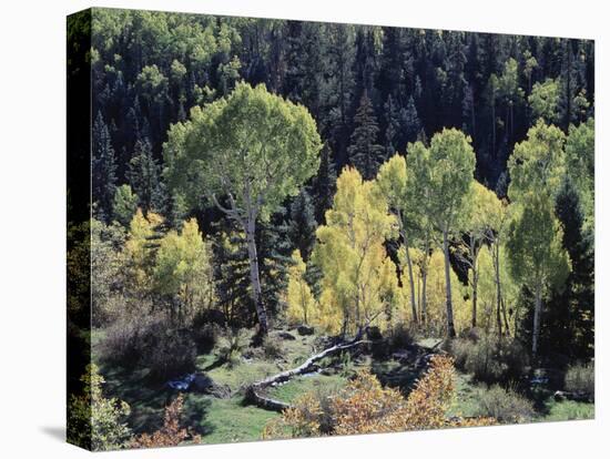 Colorado, San Juan Mts, Uncompahgre Nf, Fall Colors of Aspens-Christopher Talbot Frank-Stretched Canvas