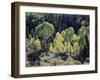 Colorado, San Juan Mts, Uncompahgre Nf, Fall Colors of Aspens-Christopher Talbot Frank-Framed Photographic Print