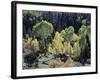 Colorado, San Juan Mts, Uncompahgre Nf, Fall Colors of Aspens-Christopher Talbot Frank-Framed Photographic Print