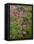 Colorado, San Juan National Forest-John Barger-Framed Stretched Canvas