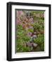 Colorado, San Juan National Forest-John Barger-Framed Photographic Print