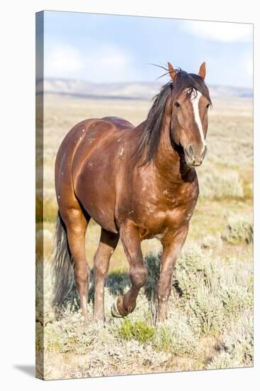 Colorado, Sand Wash Basin. Close-Up of Wild Horse-Jaynes Gallery-Stretched Canvas