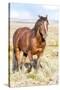 Colorado, Sand Wash Basin. Close-Up of Wild Horse-Jaynes Gallery-Stretched Canvas