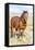 Colorado, Sand Wash Basin. Close-Up of Wild Horse-Jaynes Gallery-Framed Stretched Canvas