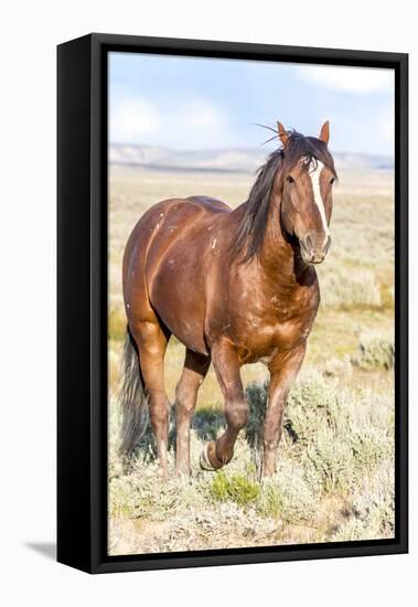 Colorado, Sand Wash Basin. Close-Up of Wild Horse-Jaynes Gallery-Framed Stretched Canvas