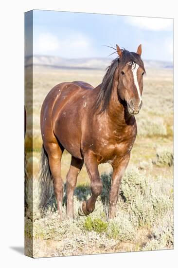 Colorado, Sand Wash Basin. Close-Up of Wild Horse-Jaynes Gallery-Stretched Canvas