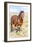 Colorado, Sand Wash Basin. Close-Up of Wild Horse-Jaynes Gallery-Framed Photographic Print