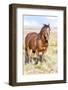 Colorado, Sand Wash Basin. Close-Up of Wild Horse-Jaynes Gallery-Framed Photographic Print