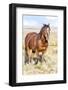 Colorado, Sand Wash Basin. Close-Up of Wild Horse-Jaynes Gallery-Framed Photographic Print