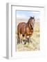 Colorado, Sand Wash Basin. Close-Up of Wild Horse-Jaynes Gallery-Framed Photographic Print