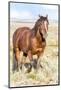 Colorado, Sand Wash Basin. Close-Up of Wild Horse-Jaynes Gallery-Mounted Photographic Print