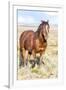 Colorado, Sand Wash Basin. Close-Up of Wild Horse-Jaynes Gallery-Framed Photographic Print