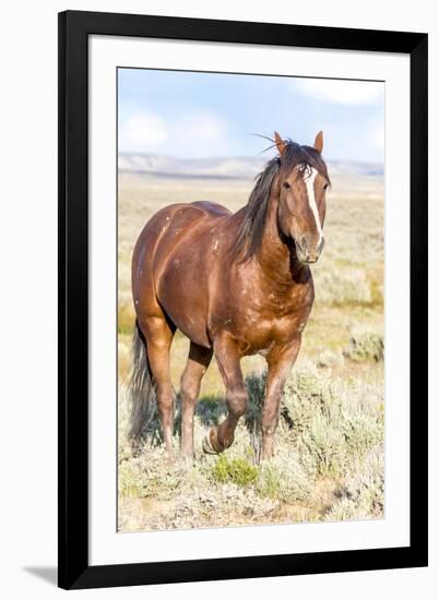 Colorado, Sand Wash Basin. Close-Up of Wild Horse-Jaynes Gallery-Framed Photographic Print