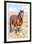 Colorado, Sand Wash Basin. Close-Up of Wild Horse-Jaynes Gallery-Framed Photographic Print