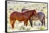 Colorado, Sand Wash Basin. Close-Up of Wild Horses-Jaynes Gallery-Framed Stretched Canvas