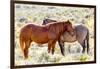 Colorado, Sand Wash Basin. Close-Up of Wild Horses-Jaynes Gallery-Framed Photographic Print