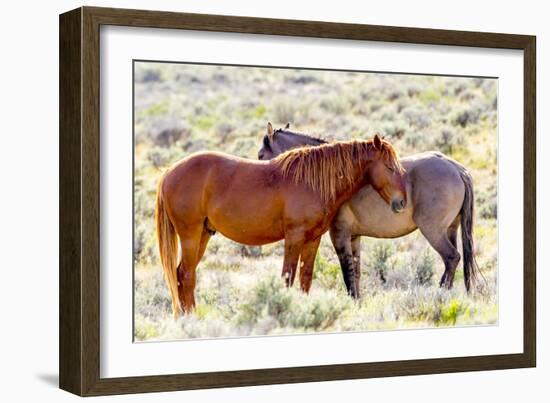 Colorado, Sand Wash Basin. Close-Up of Wild Horses-Jaynes Gallery-Framed Photographic Print