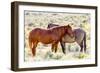 Colorado, Sand Wash Basin. Close-Up of Wild Horses-Jaynes Gallery-Framed Photographic Print