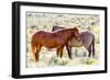 Colorado, Sand Wash Basin. Close-Up of Wild Horses-Jaynes Gallery-Framed Photographic Print