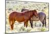 Colorado, Sand Wash Basin. Close-Up of Wild Horses-Jaynes Gallery-Mounted Photographic Print