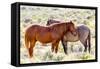 Colorado, Sand Wash Basin. Close-Up of Wild Horses-Jaynes Gallery-Framed Stretched Canvas