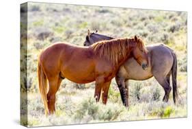 Colorado, Sand Wash Basin. Close-Up of Wild Horses-Jaynes Gallery-Stretched Canvas