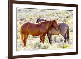 Colorado, Sand Wash Basin. Close-Up of Wild Horses-Jaynes Gallery-Framed Photographic Print