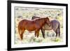 Colorado, Sand Wash Basin. Close-Up of Wild Horses-Jaynes Gallery-Framed Photographic Print