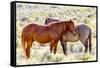 Colorado, Sand Wash Basin. Close-Up of Wild Horses-Jaynes Gallery-Framed Stretched Canvas