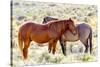 Colorado, Sand Wash Basin. Close-Up of Wild Horses-Jaynes Gallery-Stretched Canvas