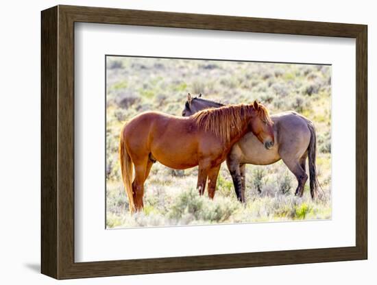 Colorado, Sand Wash Basin. Close-Up of Wild Horses-Jaynes Gallery-Framed Photographic Print