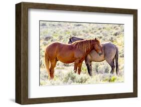 Colorado, Sand Wash Basin. Close-Up of Wild Horses-Jaynes Gallery-Framed Photographic Print