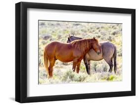Colorado, Sand Wash Basin. Close-Up of Wild Horses-Jaynes Gallery-Framed Photographic Print